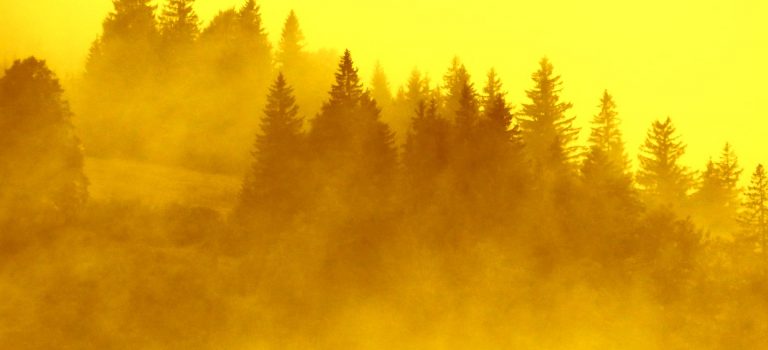 „Wasserfänger“ in Mitteleuropa oder warum wir Nadelbäume brauchen