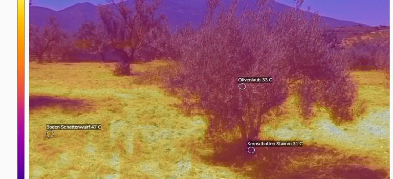 Hitze im Olivenhain